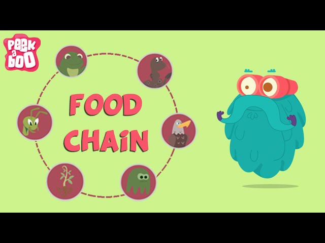 What Is A Food Chain? | The Dr. Binocs Show | Educational Videos For Kids