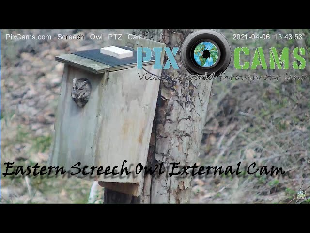 PixCams.com Owl PTZ Cam Live Stream