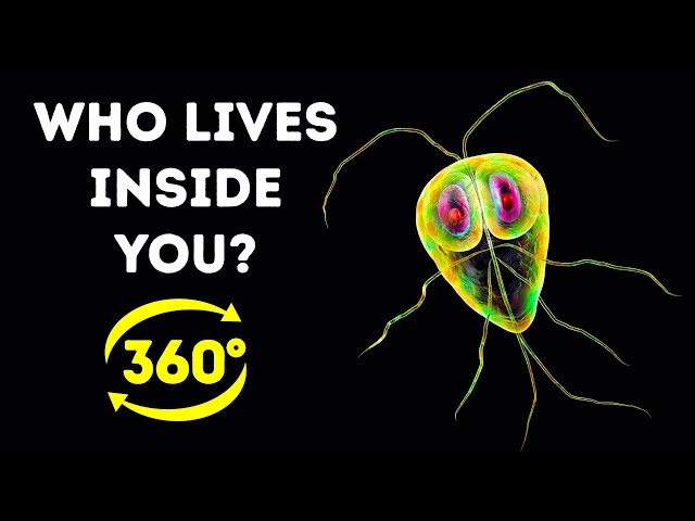 How Much Bacteria Is In Your Body? || 360 VR