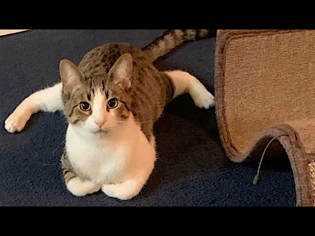 NEW Cats Videos 2024 😅 Funny Cat Videos − Funny Cats