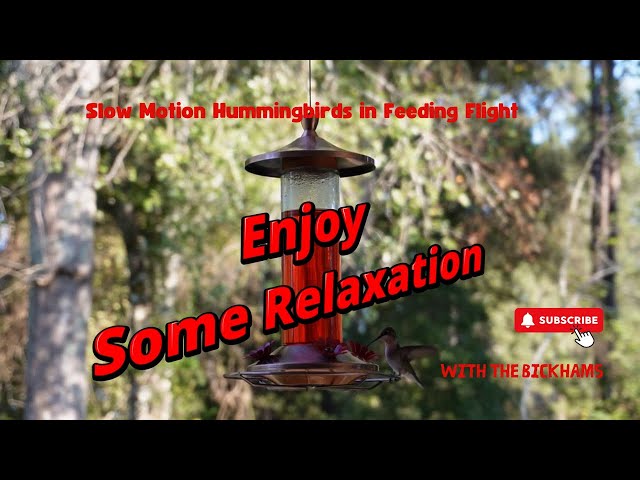 Peaceful Hummingbirds in Flight | Slow Motion Nature Video to Relax & Unwind | Hummingbirds feeding