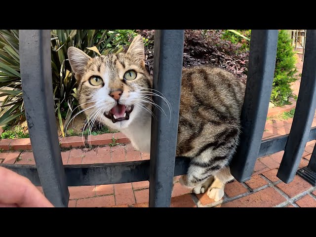 Cat gets angry when petted too much