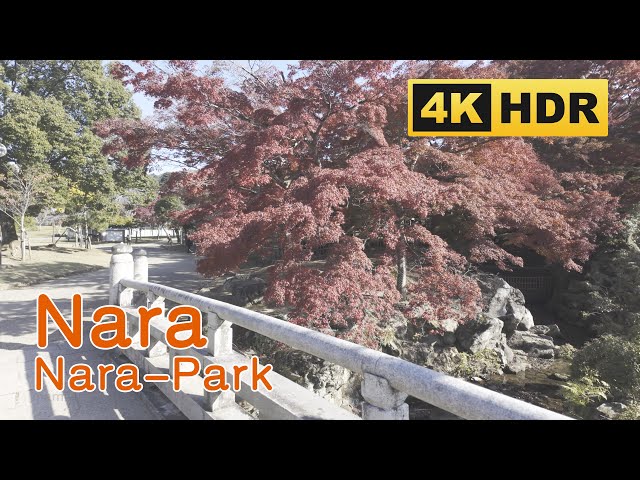 [4K HDR] Nara Park, Nara, Autumn Foliage Walk 2024