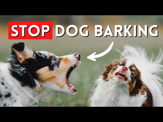 How To Stop Dog Barking- FAST (Easy To Understand Tips)