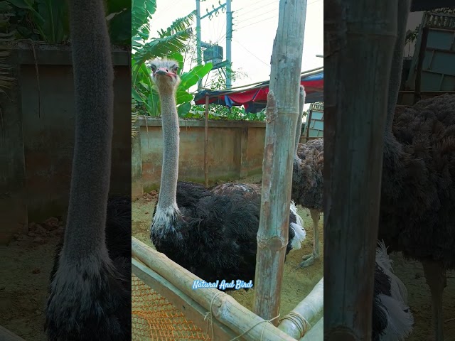 উটপাখি#Ostrich# Common Ostrich,#Natural And Bird