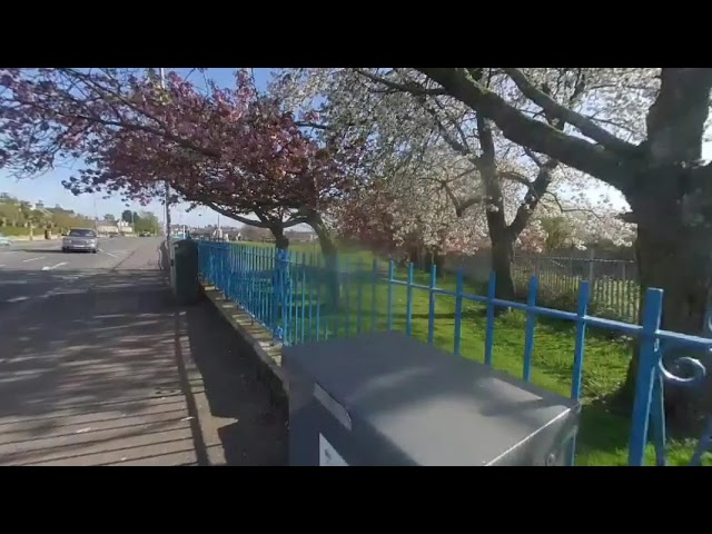 cherry blossoms in bloom