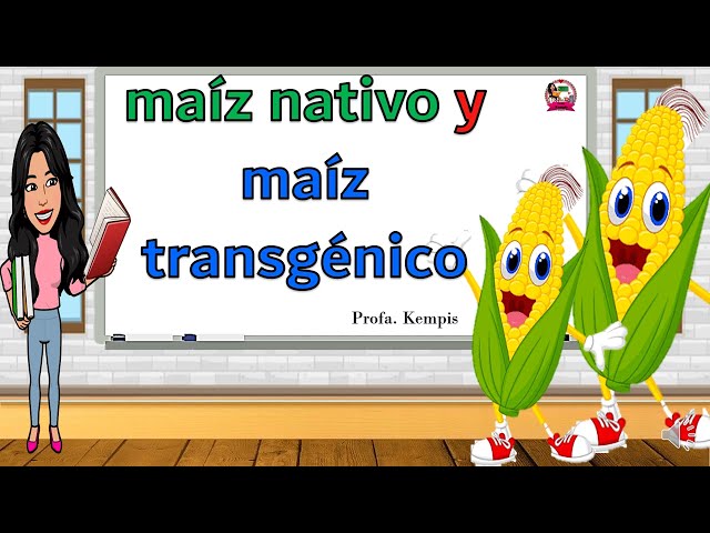 Maíz nativo y maíz transgénico