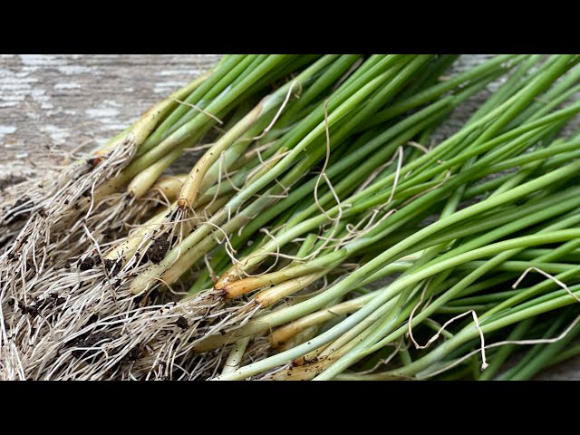 Grow BIG ONIONS from seed: Part 2 seedling maintenance and planting