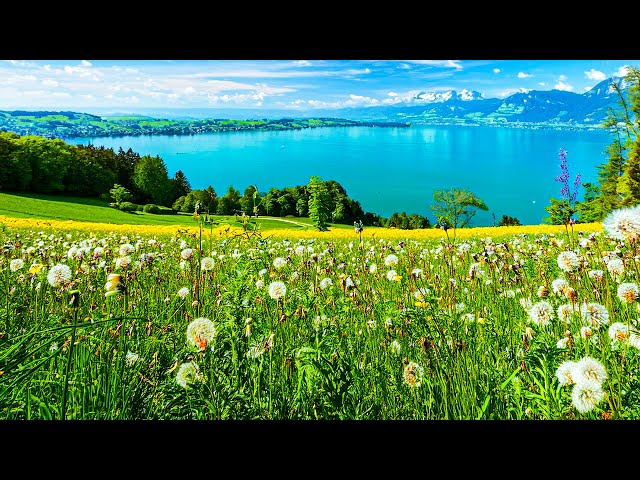 Explore Switzerland🇨🇭Scenic Drive St. Gallen to Arbon - Feel the Swiss charm at Lake Constance 🫶