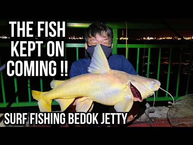 Surfcasting at Bedok Jetty | 15 Fishes in ONE night!!