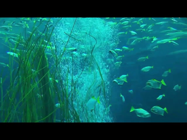 Aquarium with beautiful fish. Water bubbles, sounds to relax.