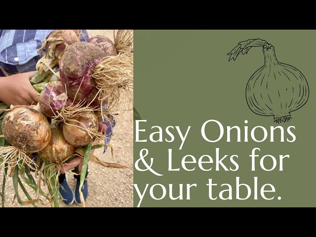 Quick and easy guide to growing the best onions and leeks!