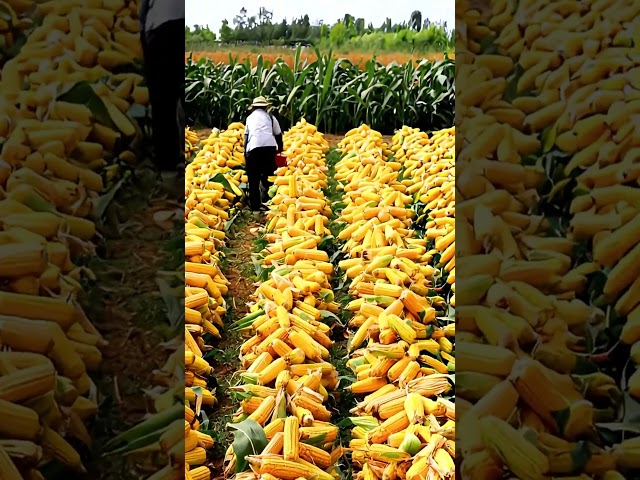 Harvesting giant corn processing