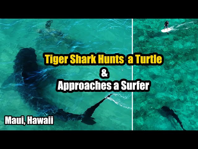 Tiger Shark Attacks Turtle Near Surfer in Hawaii