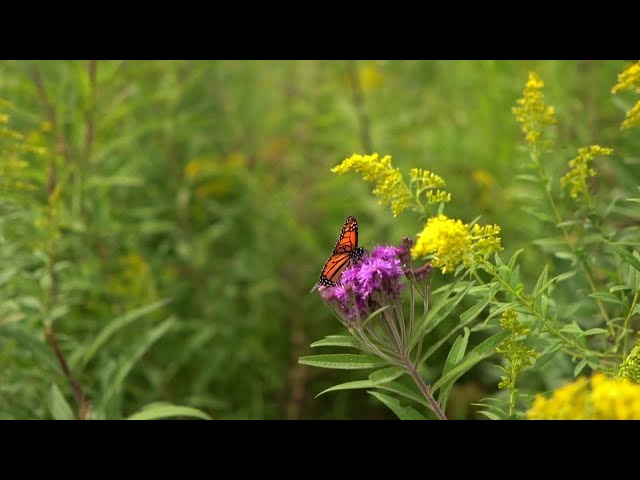 Incredible butterfly flying effect with green screen tutorial | Latest technology butterfly effect