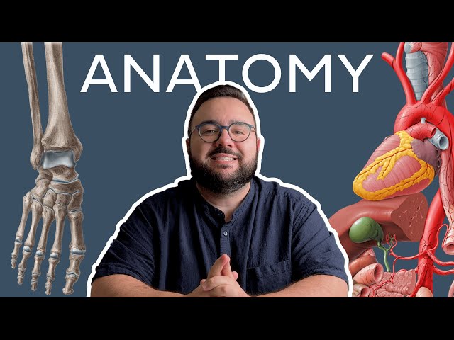 How to study Human anatomy: All you need to know | Kenhub