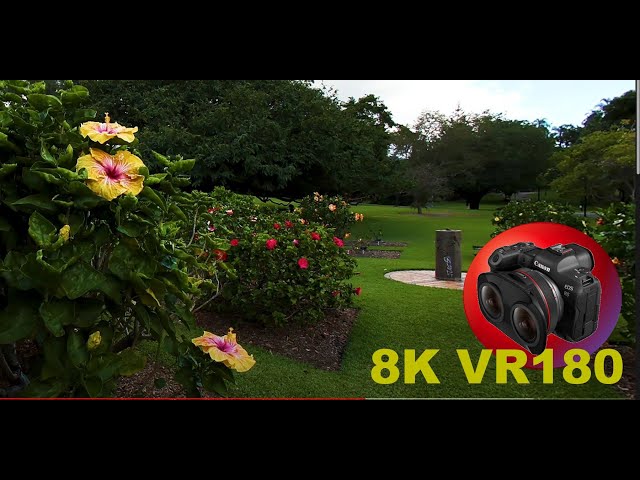 8K VR180 HIBISCUS FLOWER GARDEN in the Brisbane City Botanic Gardens in 3D (Travel/ASMR)