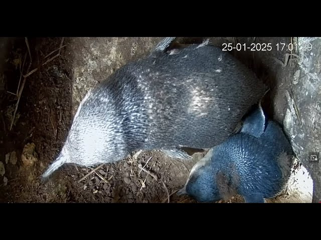 Korora / little blue penguins - nest-cam live