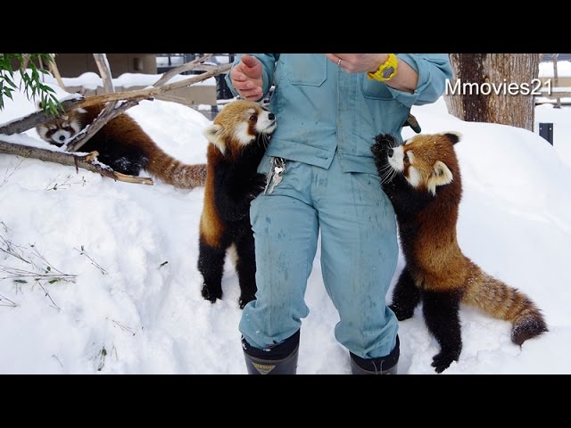 Red Pandas are obsessed with apple〜リンゴに夢中のレッサーパンダ