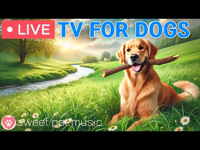 🔴 24 Hours of Dog TV🎵Calming Music for Dogs🐾🩷Dog music to Relieve Separation Anxiety and Stress