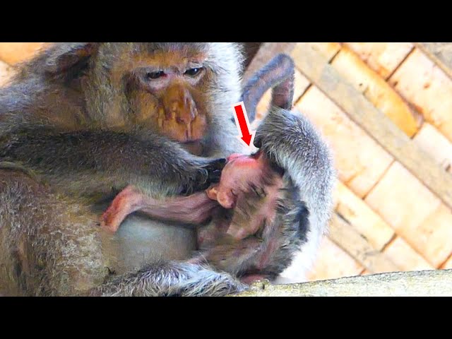 🔴LIVE: Awesomely Old Mother When to Starting First Checking Baby Just Born Cute After Gave Birth..!!