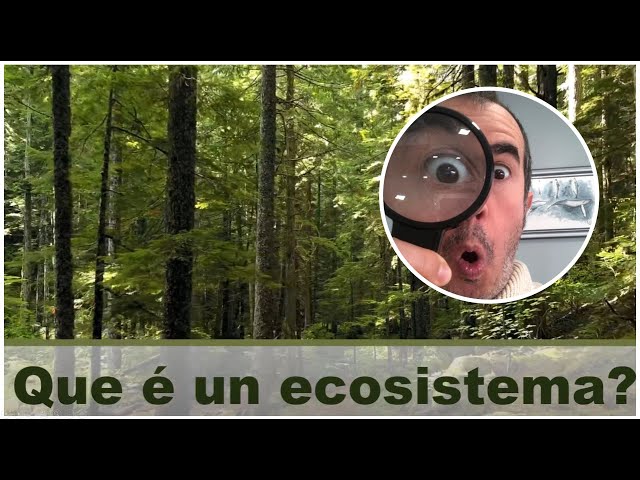 Ecosistemas: Biotopo e Biocenose. Parámetros bióticos e abióticos | XeoClip ECOLOXÍA