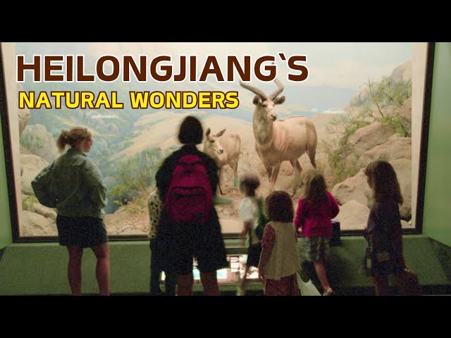 Discover Heilongjiang's Natural Wonders at the Provincial Museum