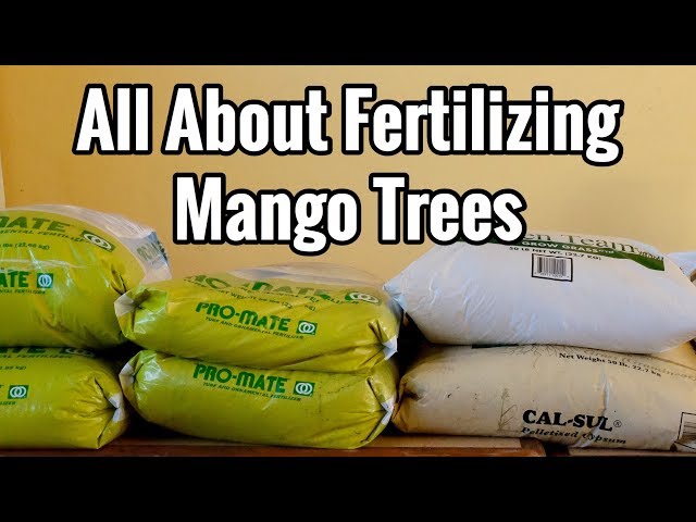 All About Fertilizing Mango Trees