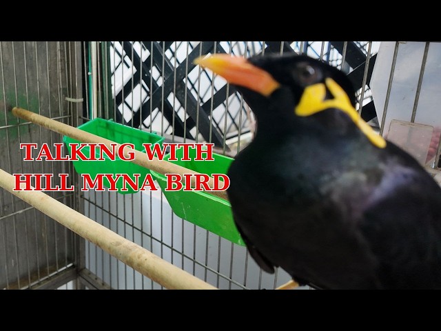 Amazing talking with Hill Myna Bird with sound and talking ASMR 2025