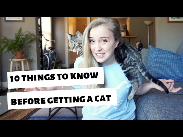 10 things I WISH I knew BEFORE getting a cat/kitten!