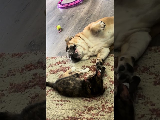 He gets so upset when she doesn’t want to play🤣 #englishbulldog #cat #siblings #funny