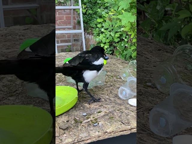 Can the magpie get the blueberry from under 2 pots?