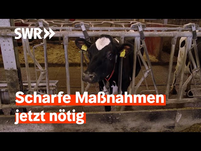 Angst vor der Maul- und Klauenseuche: Krisenstimmung bei Landwirten | Zur Sache! Rheinland-Pfalz