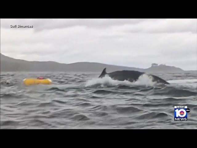 Wild video shows humpback whale swallowing kayaker, then spitting him back out in Chile