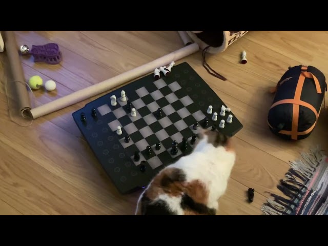 Cat Destroys Robot Chess #shorts