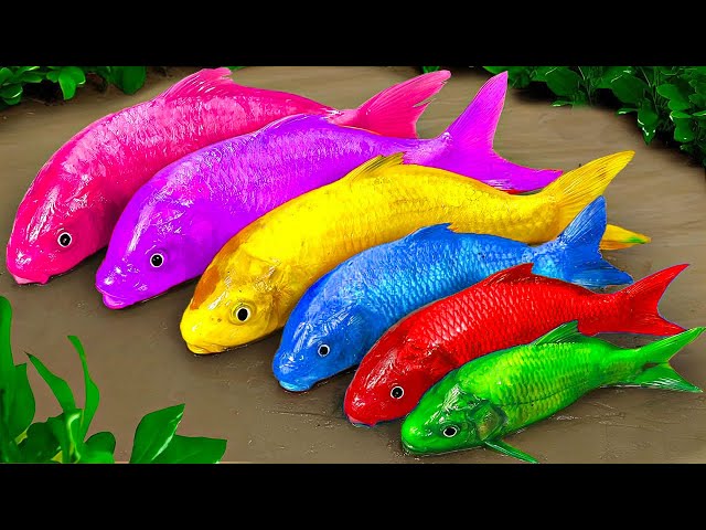 Fishing LEGO RARE RAINBOW Fish Koi, Crocodile, Giant Octopus | Amazing Cutting Skills Compilation