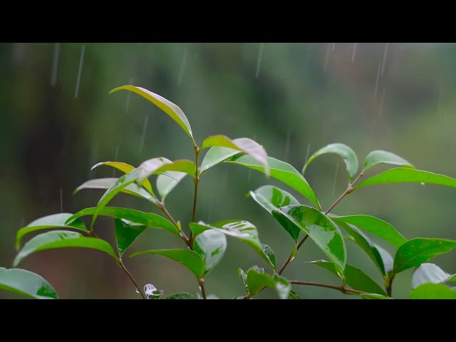 Relaxing Music with Rain Sounds for Good Sleep