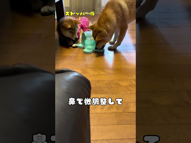 [How Shibas Use a Gachapon Toy] Genius Dog OkoRimbo & PekoRimbo's New Challenge!! #shorts