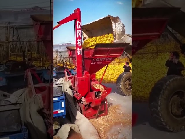 Cool farmer's machine for processing corn harvest #shorts