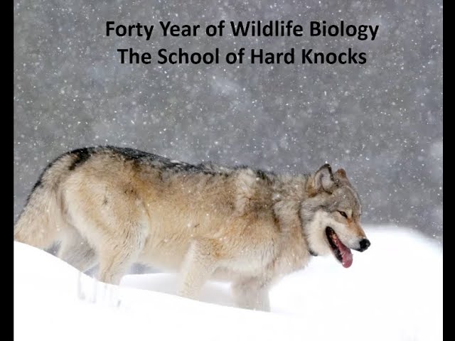 Forty Years of Wildlife Biology: The School of Hard Knocks