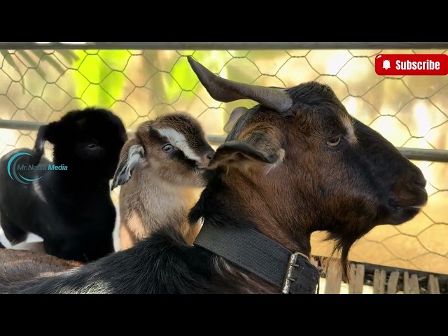 Two Newborn Lambs: A Heartwarming Story of Birth and Care | Mr. Nghia Media