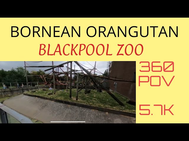 Bornean orangutan | 360 POV | BLACKPOOL ZOO | 5.7K