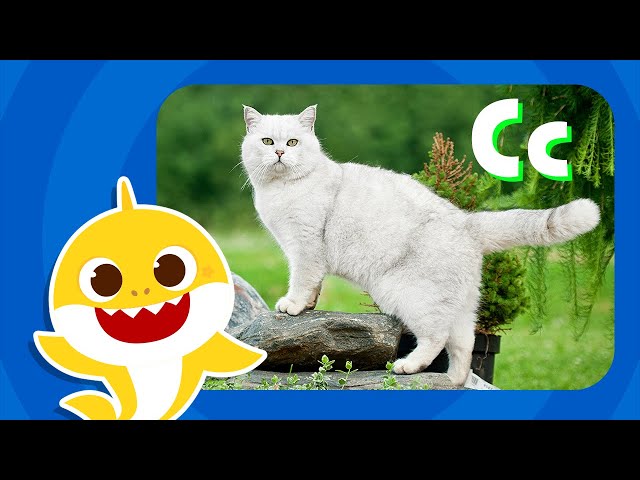 Letter C | Learn Alphabets with Baby Shark | Learn Letters | Learn English | ABC Puzzle