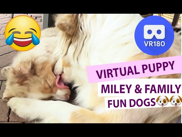 Virtual Reality Puppy Miley and Family having Fun – 6K VR180 3D Australian Shepherd