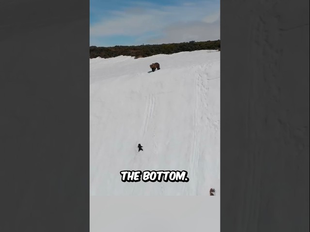 Mama Bear Teaches Her Son to Be Brave 😲