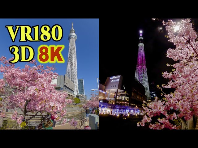 [ 8K 3D VR180 ] 東京スカイツリーと河津桜   Early Blooming Cherry Blossoms - KAWAZU ZAKURA - with TOKYO SKYTREE