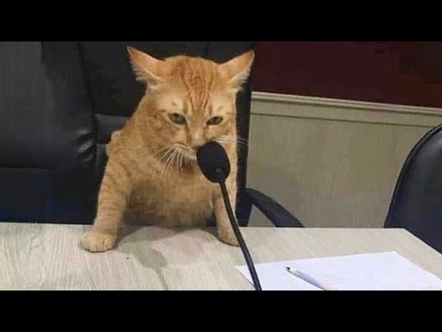 When you own a CAT with an IQ 200 😲Funny Cat Video 2024