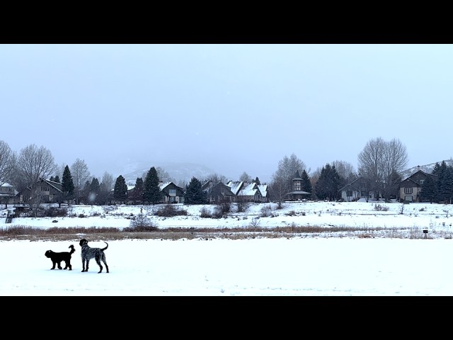 A Snowy Day with Dogs | Relaxing 2-Hour Piano Music for a Cozy Winter Mood ❄️🐾  Relaxing | Studying