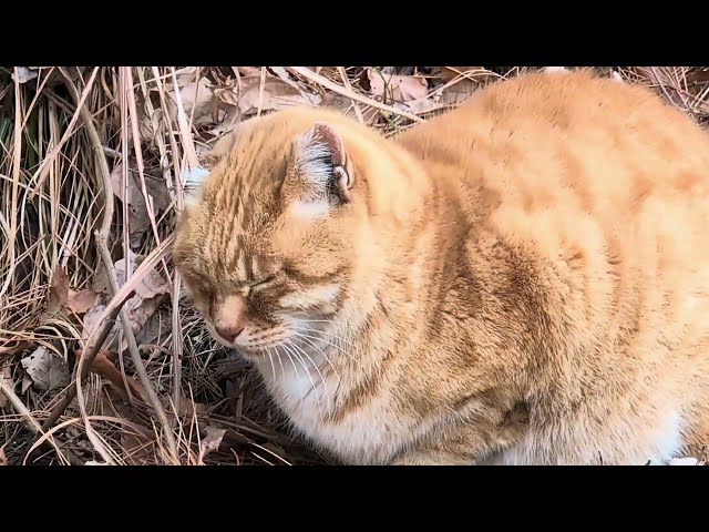 片耳の猫を観察する動画(福岡県春日市)2025.1.26(Google Pixel 9 Pro 4K HDR 撮影)