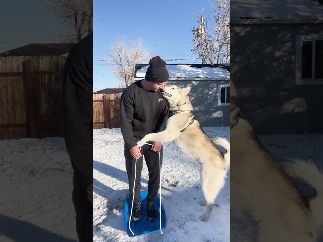 the dog so smart #huskiesy #doglover #youtubeshorts #dog #funny